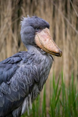 Ayakkabı gagası, Balaeniceps rex, balina gagalı leylek, ayakkabı gagalı leylek.