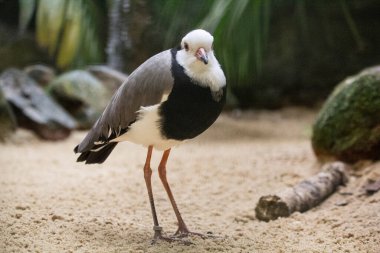 Uzun parmaklı Lapwing, Vanellus crassirostris. Yüksek kalite fotoğraf