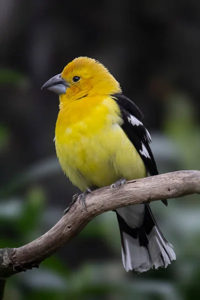 Golden Grosbeak Vogel Ecuadoriaanse Vogel Hoge Kwaliteit Foto — Stockfoto