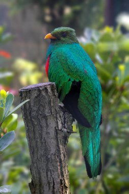 Bir dalda altın başlı quetzal. Pharomachrus auriceps. Yüksek kalite fotoğraf