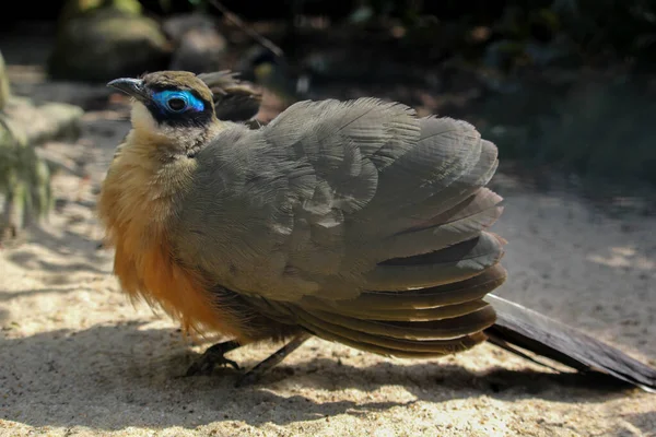 Giant Coua Walsrode Bird Park Coua Gigas High Quality Photo — Stock Photo, Image