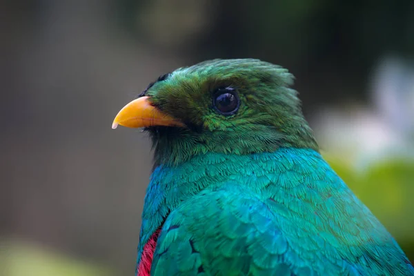 Aranyfejű Quetzal Egy Ágon Pharomachrus Auricepsz Kiváló Minőségű Fénykép — Stock Fotó