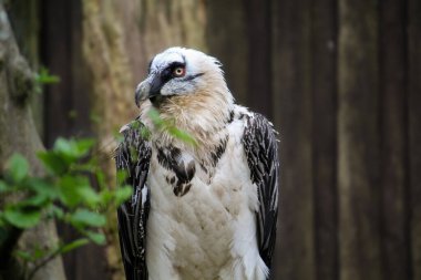 Sakallı akbaba portresi. Gypaetus barbatus. Yüksek kalite fotoğraf
