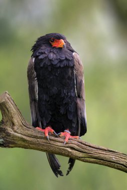 Orta büyüklükte bir kartal olan Terathopius Equaudatus 'un yakın plan portresi. Yüksek kalite fotoğraf