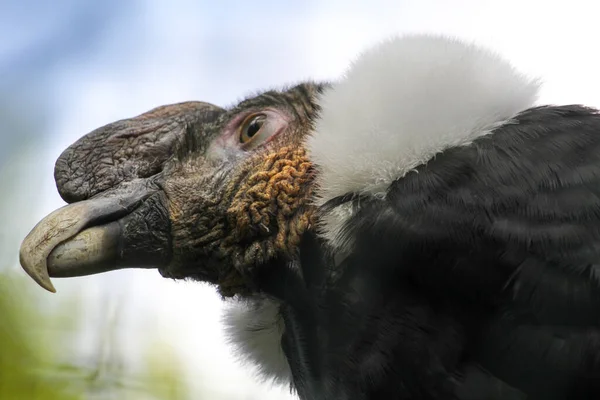 Retrato Cóndor Andino Aire Libre Vultur Gryphus Foto Alta Calidad —  Fotos de Stock