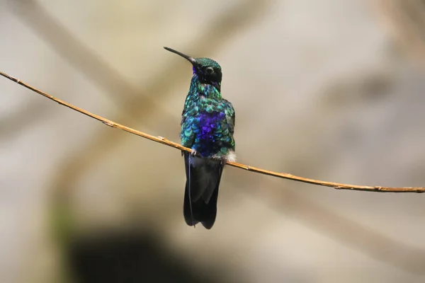 Rivoli Hummingbird Sitiing Branch High Quality Photo — Stock Photo, Image