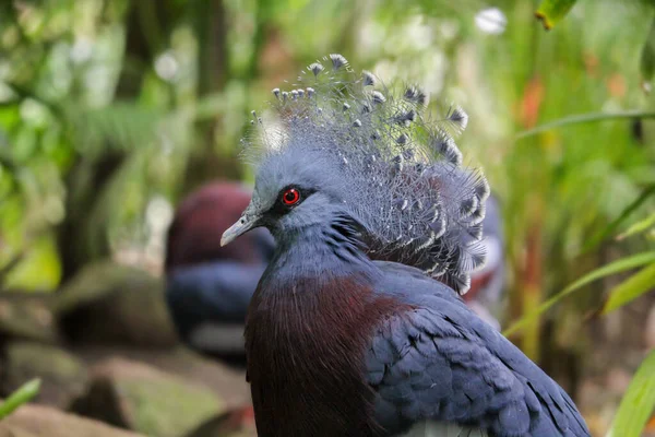 Victoria Taçlandırılmış Güvercin Kafası Yakın Plan Goura Viktorya Yüksek Kalite — Stok fotoğraf