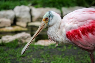 Roseate Spoonbill sığ bir gölde yürüyor. Platalea ajaja. Yüksek kalite fotoğraf