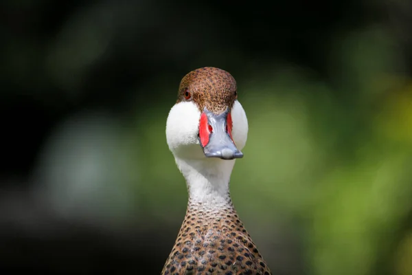 White Cheeked Pintail Bahama Pintail Summer Duck Anas Bahamensis High — Stock Photo, Image