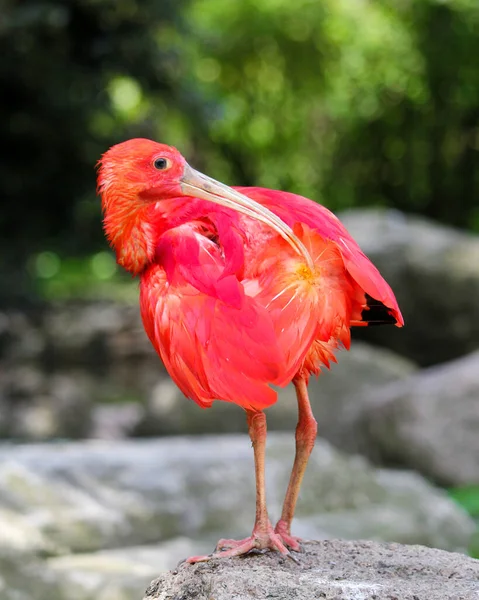 Closeup Scarlet Ibis Wings Wide Open High Quality Photo — Stock Photo, Image