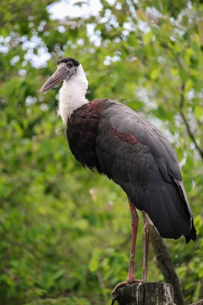 Asian Woolly Necked Stork Ciconia Episcopus High Quality Photo High — Stock Photo, Image