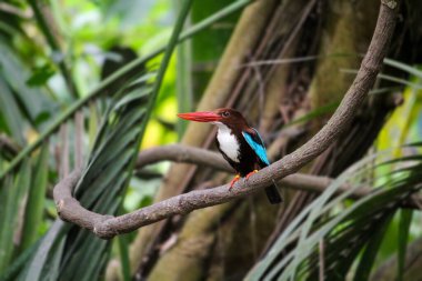Ağaç dalına tünemiş beyaz boğazlı bir Kingfisher. Halcyon smyrnensis. Yüksek kalite fotoğraf