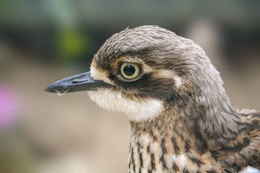 Peru 'nun kalın dizli, Burhinus superciliaris, Huerequeque olarak da bilinir, doğada. Yüksek kalite fotoğraf