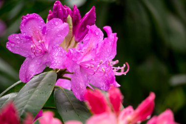 Rhododendron makrofilllum, Weltvogelpark Walsrode, Almanya. Yüksek kalite fotoğraf