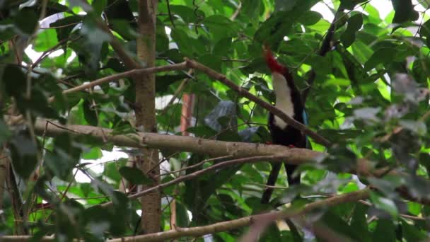 Vitstrupig Kingfisher Jagar Och Äter Halcyon Smyrnensis — Stockvideo