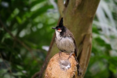 Kırmızı bıyıklı bülten. Pycnonotus jocosus veya ibikli bulbul. Yüksek kalite fotoğraf