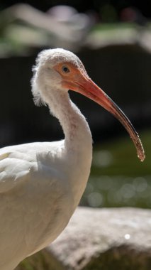 American White Ibis adında tropikal görünümlü minik bir kuş. Yüksek kalite fotoğraf