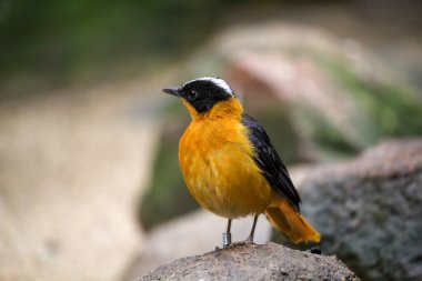 Dal üzerinde Karlı Taçlı Robin sohbeti. Yüksek kalite fotoğraf