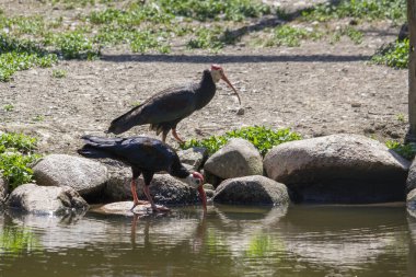 Gölette su içen iki güneyli kel Ibis 'in yan görüntüsü. Geronticus calvus. Yüksek kalite fotoğraf