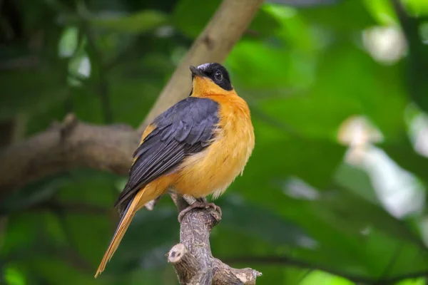 Snowy Crowned Robin Chat Branch High Quality Photo — Stock Photo, Image
