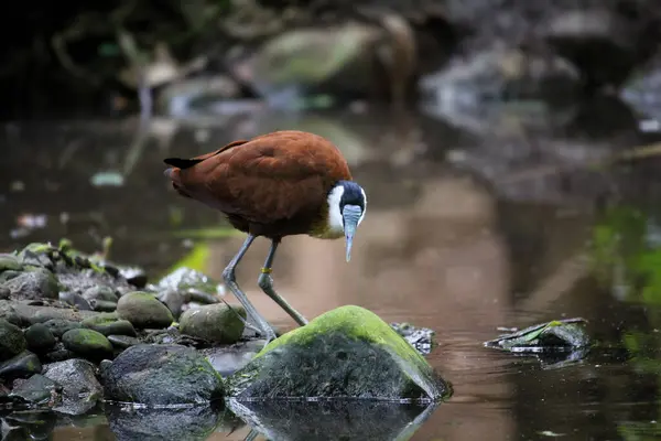 Uma Imagem Perto Uma Jacana Africana Walsrode Bird Park Foto — Fotografia de Stock