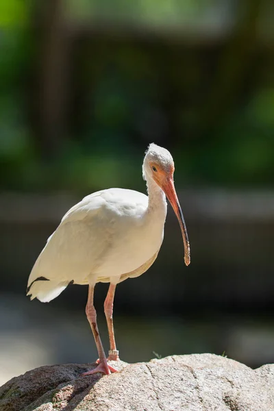 Tiny Tropical Looking Bird Called American White Ibis High Quality — Stock Photo, Image
