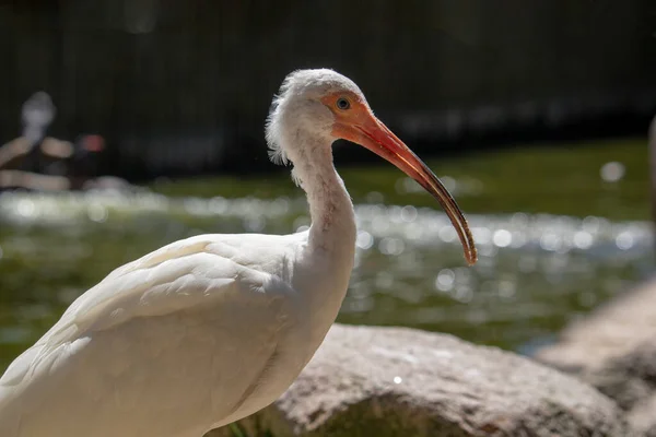 Tiny Tropical Looking Bird Called American White Ibis High Quality — Stock Photo, Image