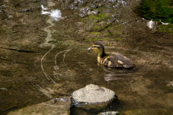 Mallard Duck Bebek Yüzeyinde Ördek Yavruları Yüzüyor Yüksek Kalite Fotoğraf — Stok fotoğraf