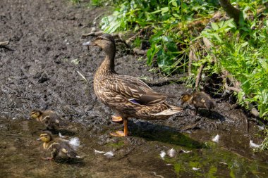 Mallard Duck Bebek su yüzeyinde, Ördek Yavruları Yüzüyor. Yüksek kalite fotoğraf