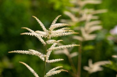 Keçi sakalı, uzun ömürlü otlar, Aruncus dioicus veya Wald Geissbart. Yüksek kalite fotoğraf