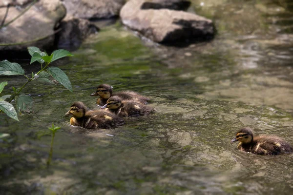 Mallard Duck Baby Water Surface Ducklings Swimming High Quality Photo — Stock Photo, Image