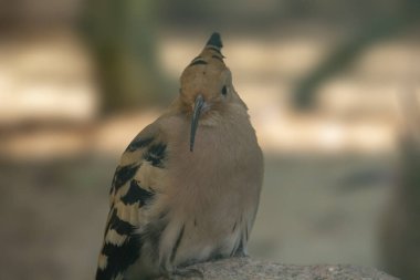 Avrasya Hupoesi ya da Yaygın Hupoe. Upupa epops. Yüksek kalite fotoğraf