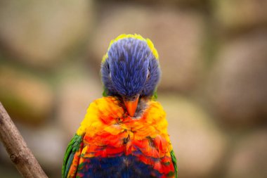 Gökkuşağı Lorikeet Trichoglossus hematodus yakın plan. Trichoglossus moluccanus. Yüksek kalite fotoğraf