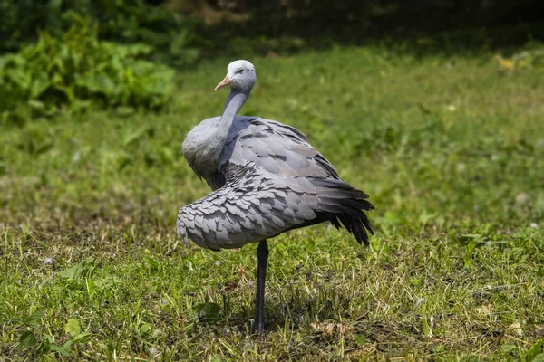 Blå Tranan Grus Paradisea Utrotningshotad Fågelart Som Endemisk För Södra — Stockfoto
