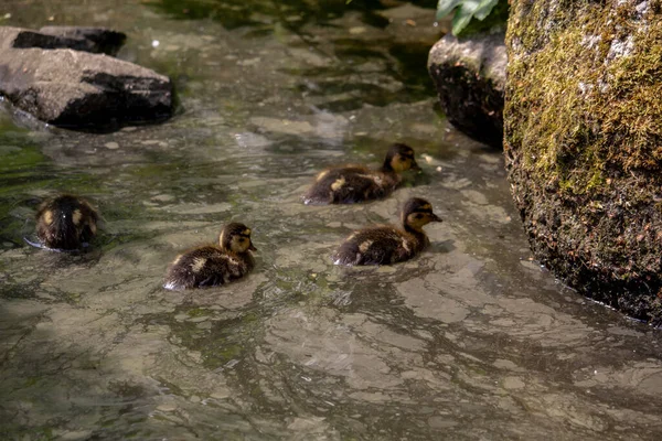 Mallard Duck Baby Permukaan Air Ducklings Renang Foto Berkualitas Tinggi — Stok Foto