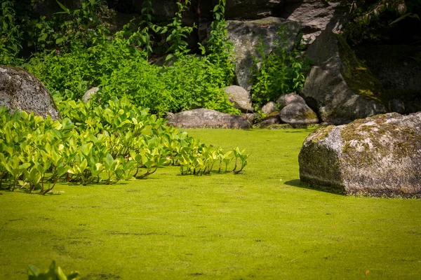 Google Produtos Químicos Lemna Perpusilla Torrey Lotus Leaf Water Background — Fotografia de Stock