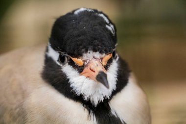 Beyaz Kelebek ve Siyah Kafalı Laping. Yüksek kalite fotoğraf