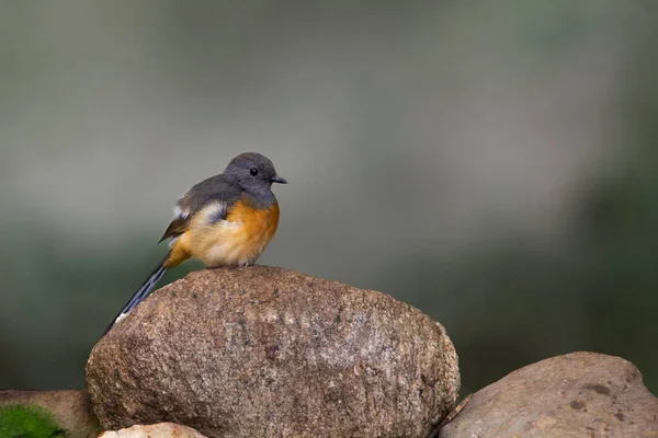 Ein Kleiner Felsendrossel Ein Passantenvogel Ostafrika Und Arabien Monticola Rufocinereus — Stockfoto