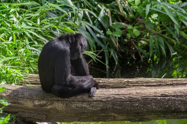 黒頭のクモの猿二匹の猿が棚の上に横たわっている — ストック写真