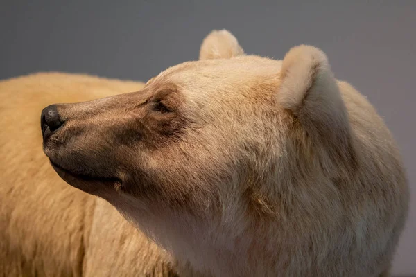 Male Polar Bear Ursus Maritimus Hybrid Bears High Quality Photo Stock Picture