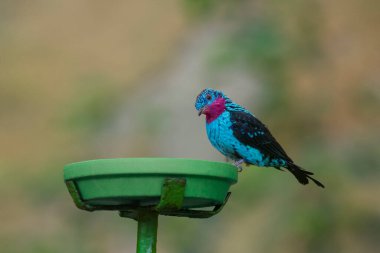 Spangled Cotinga ağaç dalında oturuyor. Cotinga cayana. Güney Amerika. Yüksek kalite fotoğraf