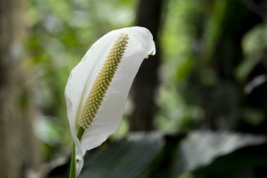 Büyük yeşil yapraklı güzel beyaz çiçek spathiphyllum 'a yaklaş. Yüksek kalite fotoğraf