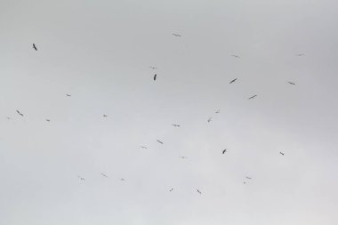 Kasvetli, karanlık gökyüzündeki leylekler. Yüksek kalite fotoğraf