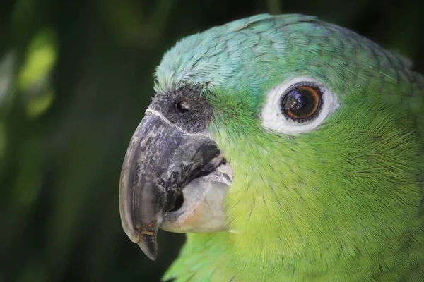 Egy Zöld Papagáj Portréja Amazona Farinosa Guatemalae Kiváló Minőségű Fénykép — Stock Fotó