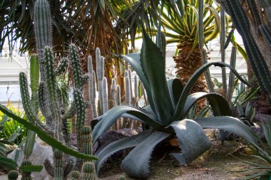 Kaktüs bahçesi. Serada bir sürü farklı kaktüs var. Egzotik kaktüs koleksiyonunun sergisi. Almanya, Essen, Grugapark.