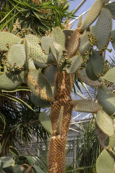 Dev opuntia. Almanya 'da Opuntia galapageia, Grugerpark Essen, kaktüs bahçesi. dikey resim