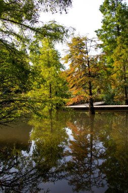 Almanya 'nın yeşil ormanlarında tahta kaldırım, Essen, Grugapark. dikey fotoğraf. Yüksek kalite fotoğraf
