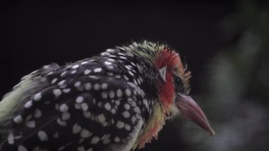 Kırmızı ve sarı barbet kuru dalda oturuyor. Kumu kazan kırmızı ve sarı barbet. Yüksek kaliteli FullHD görüntüler
