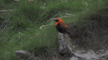 Siyah kanatlı kırmızı fil. Sevgili Red Bishop Bird. Hordeaceus salgılar. Yüksek kaliteli FullHD görüntüler