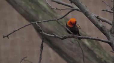 Siyah kanatlı kırmızı fil. Sevgili Red Bishop Bird. Hordeaceus salgılar. Yüksek kaliteli FullHD görüntüler